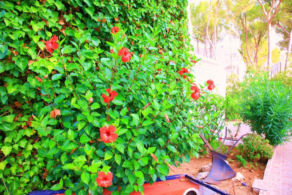 Villa Columbus Family Boutique Hotel Peguera Exterior photo