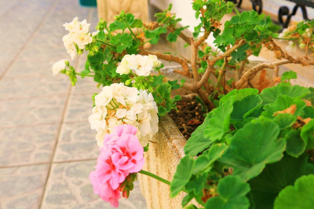 Villa Columbus Family Boutique Hotel Peguera Exterior photo